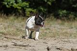 BOULEDOGUE FRANCAIS 156